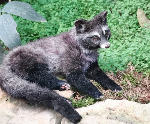 Civeta エキゾチックでリアルな動物のぬいぐるみ アートドール ポーズ