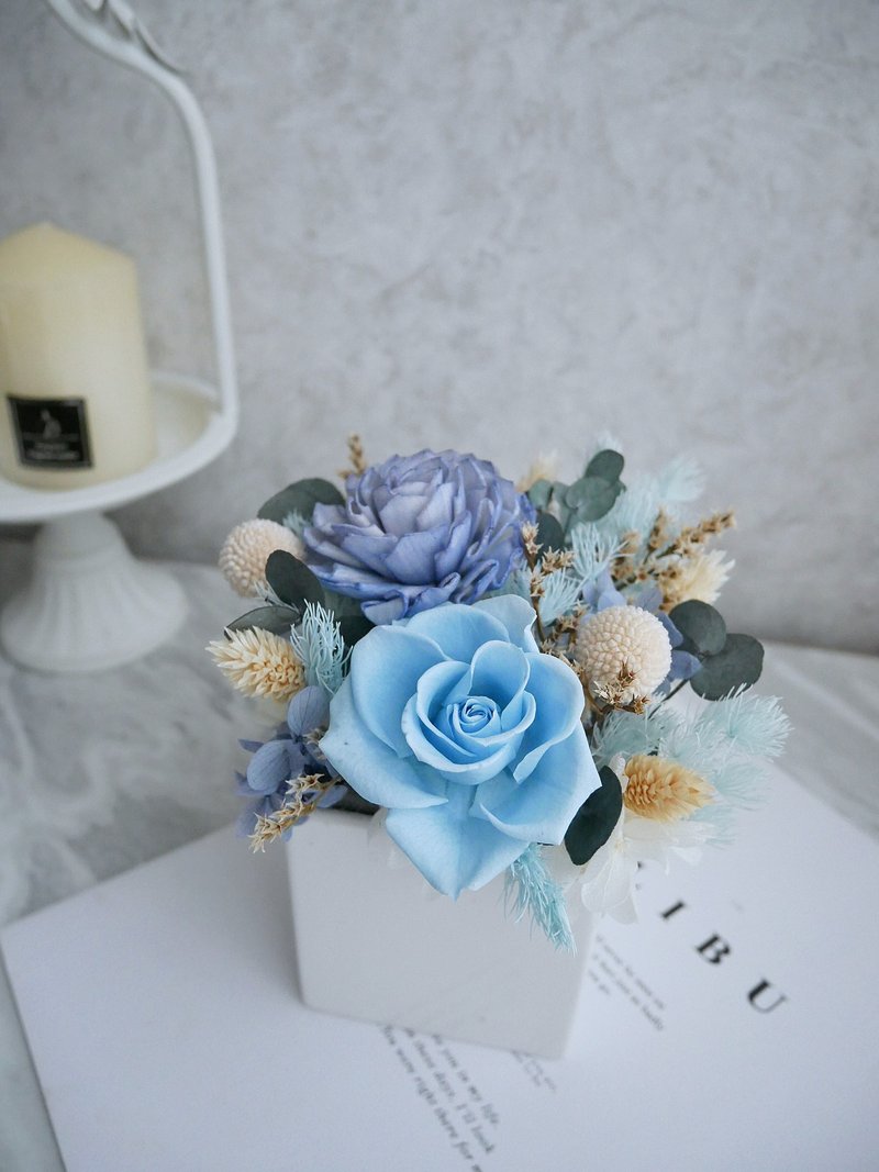 Small and medium-sized square potted potted flowers [blue ocean] opening/office decoration/blue - Plants - Plants & Flowers Blue