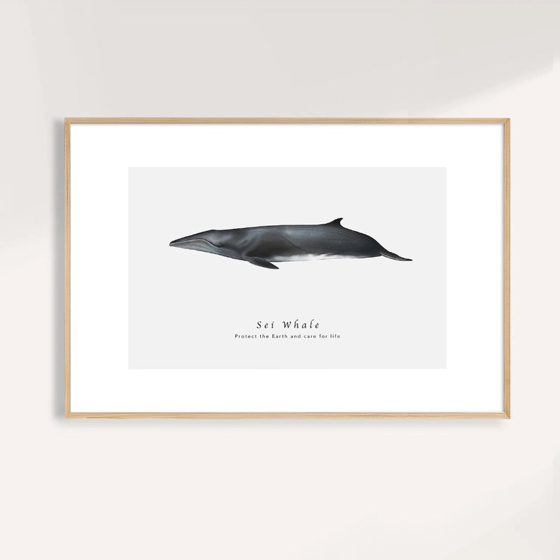 塞鯨 Sei Whale / 海洋動物插畫掛畫 / 藝術無框輸出 - 海報/掛畫/掛布 - 紙 