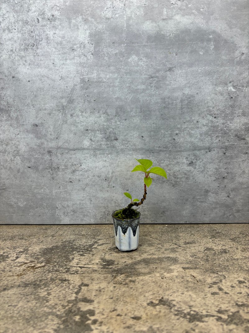 迷你茄冬樹  掌心之中的微景藝術 - 植栽/盆栽 - 植物．花 