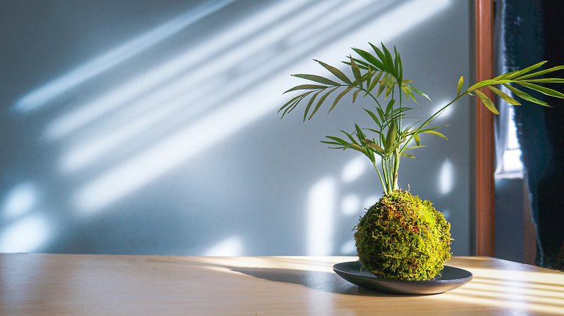 ( 適合室內種植 ) 袖珍椰子苔玉 - 植物/盆栽/盆景 - 植物．花 綠色
