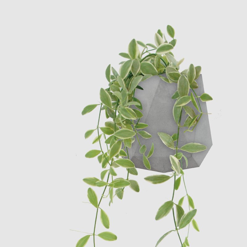 │ 水泥系列 │ 斑葉串錢藤 - 垂吊 防水清水模 水耕盆栽 自動喝 - 植栽/盆栽 - 植物．花 灰色