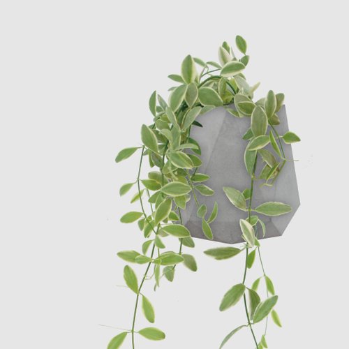 森多 水耕植研所 │ 水泥系列 │ 斑葉串錢藤 - 垂吊 防水清水模 水耕盆栽 自動喝