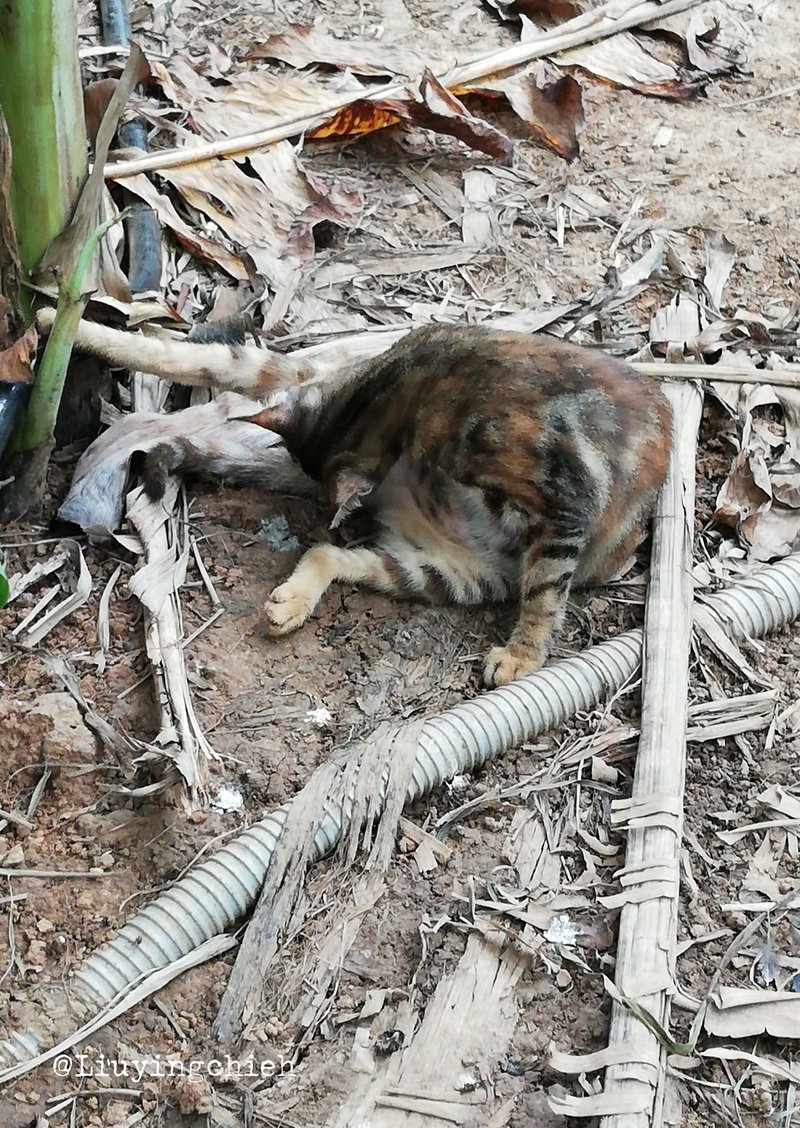 土地上的貓咪 Cat Postcard 貓攝影明信片 美背貓咪瑜珈 炫光卡 - 卡片/明信片 - 紙 卡其色