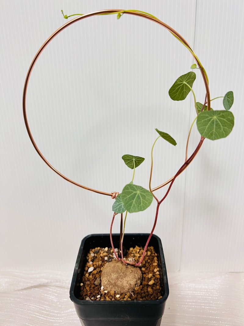 紅藤山烏龜 已發芽長葉 塊根植物 附攀爬架 - 盆栽/植栽 - 塑膠 黑色