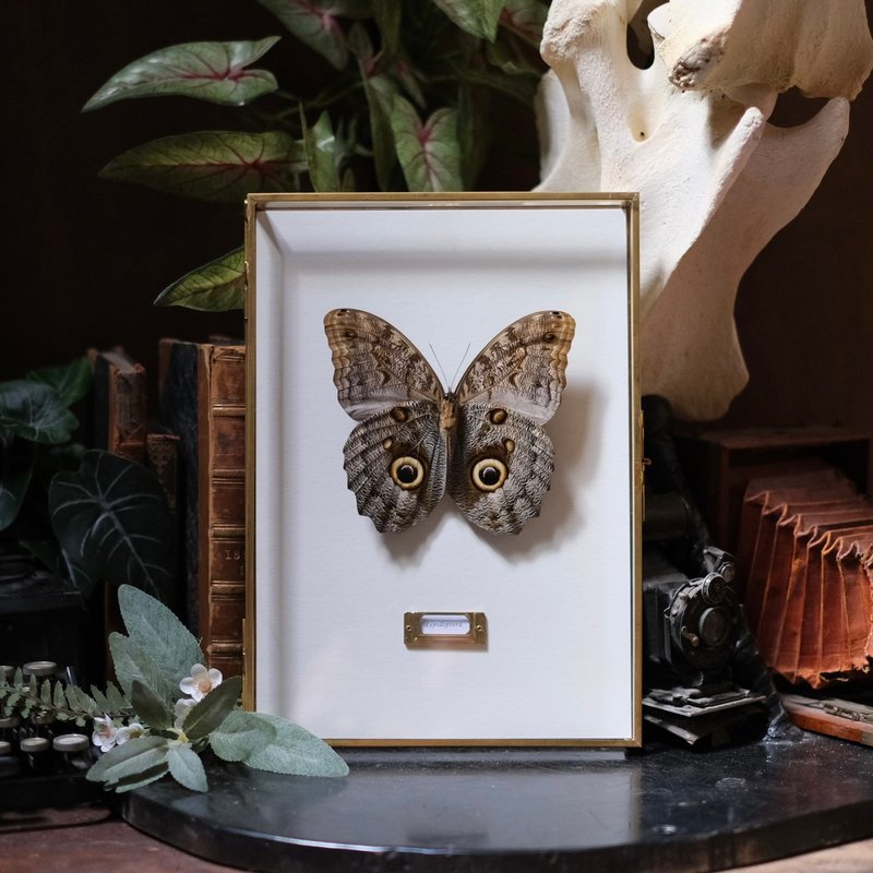 Looking at you brightly∣Owl Butterfly 02_Butterfly specimen - Picture Frames - Glass Multicolor