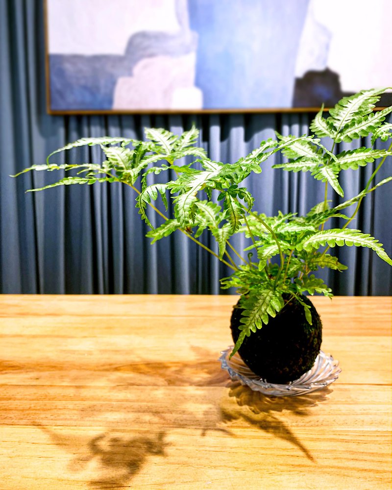 [Strictly selected for home life] Pteridium fern potted plants purify the air graduation gift opening gift - Plants - Plants & Flowers Green