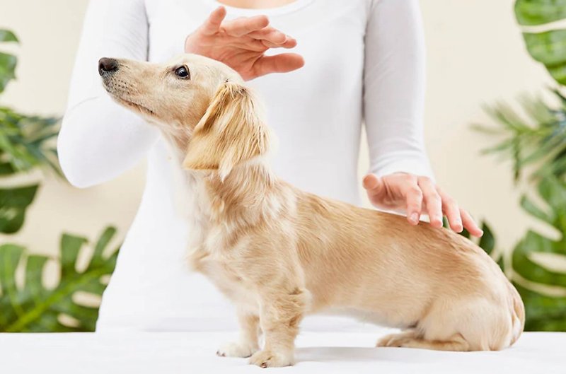 Distant Japanese Usui Reiki Healing for Animals / Pets - Other - Other Materials 