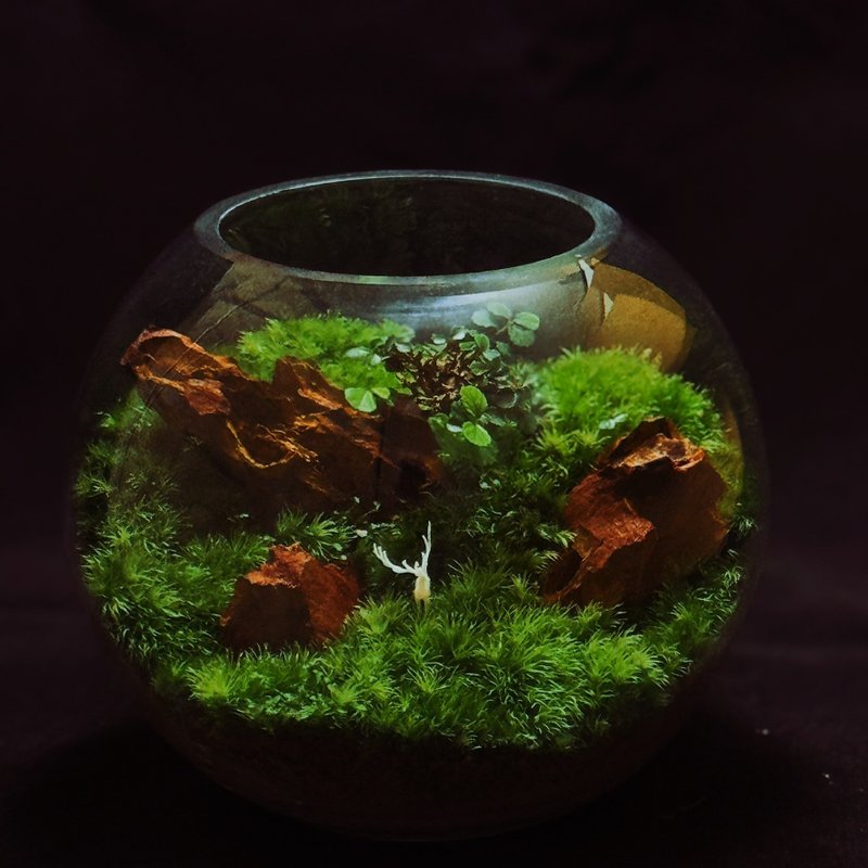 【新手友善】福鹿森林(8吋)苔蘚缸B款.生態缸.微景觀.生態缸.植栽 - 盆栽/植栽 - 植物．花 綠色