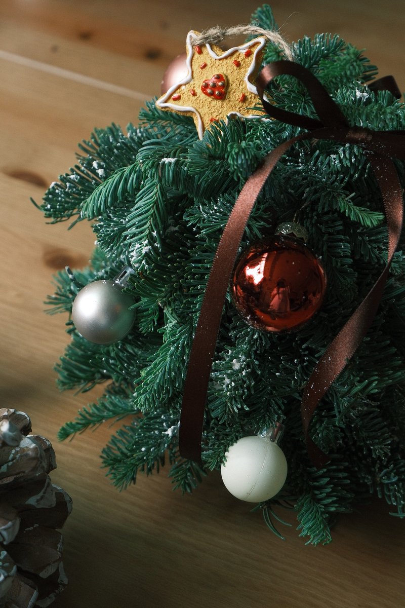 【Fresh Nobelson Christmas Tree】Asteroid - Dried Flowers & Bouquets - Plants & Flowers Green