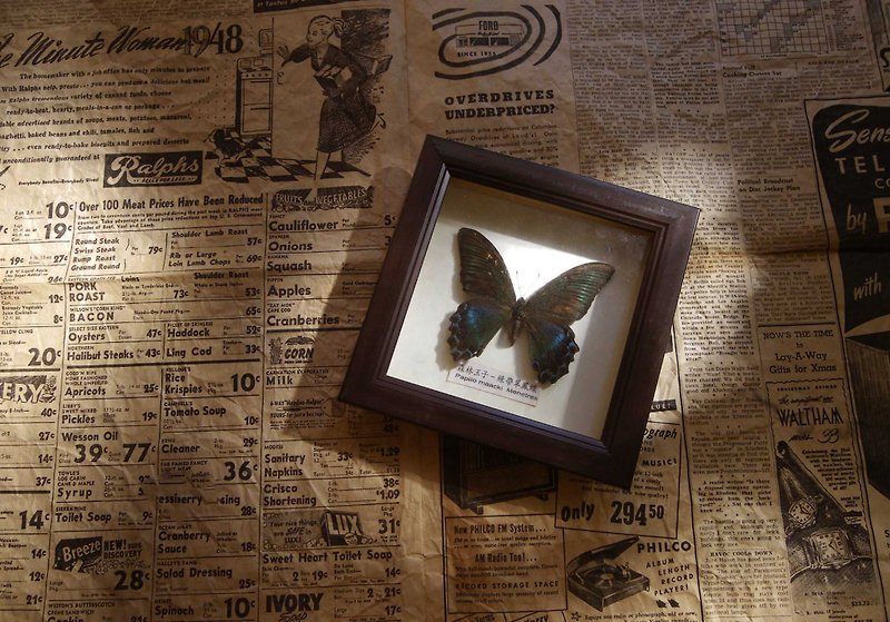 [Old Time OLD-TIME] Early Butterfly Specimen - Items for Display - Other Materials Multicolor