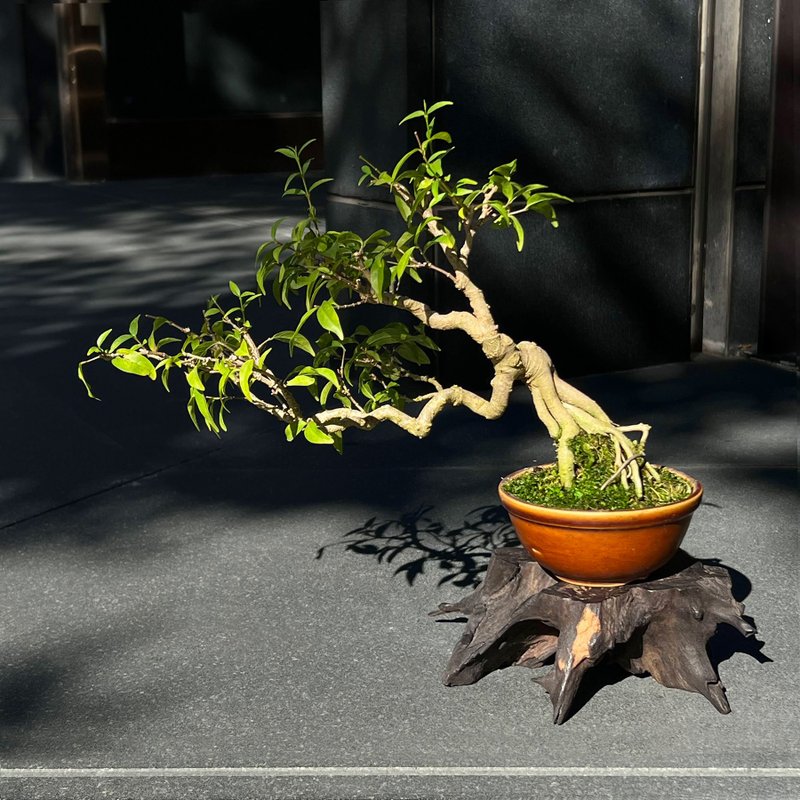 Ji Xiangmei | Sketch Wind Plopping Root Bonsai Tree - Plants - Pottery 