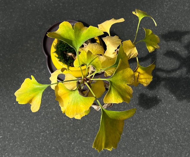 イチョウの盆栽 - ショップ mu bonsai 観葉植物 - Pinkoi