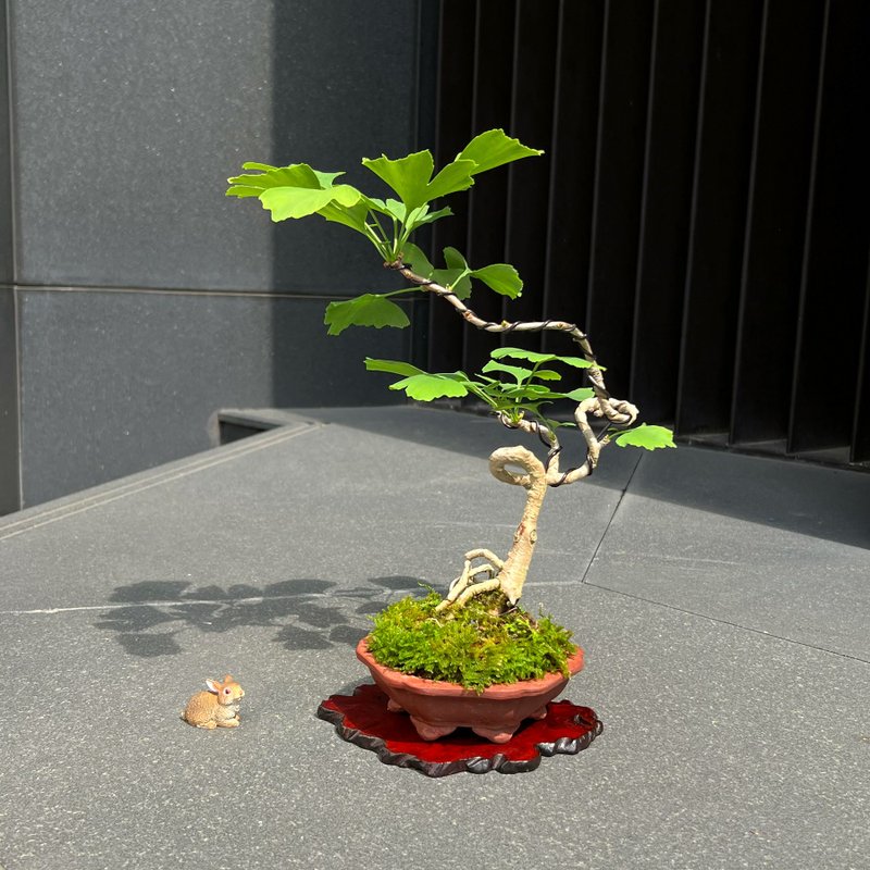 銀杏∣中品風飄盆景 - 植栽/盆栽 - 陶 