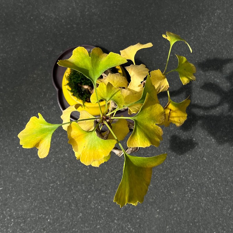 銀杏∣中品風飄盆景 預計元旦前後轉黃 - 植物/盆栽/盆景 - 陶 