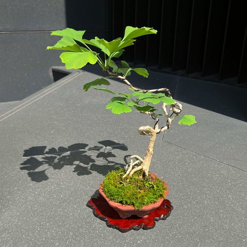 盆栽 『イチョウ』 紅葉 インテリア 観葉植物 ガーデニング 送料無料 b185 xz24121334_1.jpg