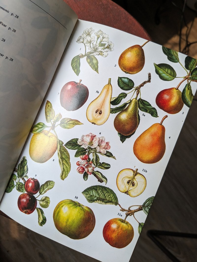 英國和歐洲農作物田野指南/老書/古書/圖鑑/花藝/花卉書/海報 - 刊物/書籍 - 紙 黃色