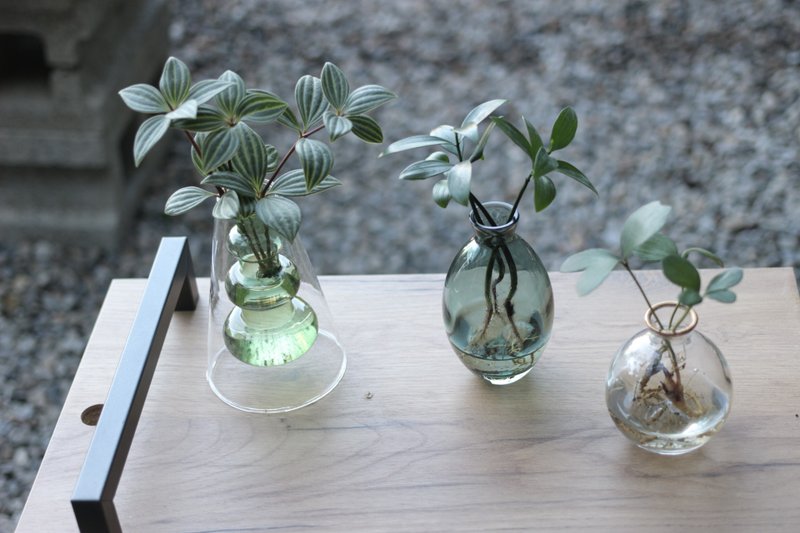 水培植栽│多葉蘭_室內植物 辦公室盆栽 店內擺設 - 盆栽/植栽 - 玻璃 