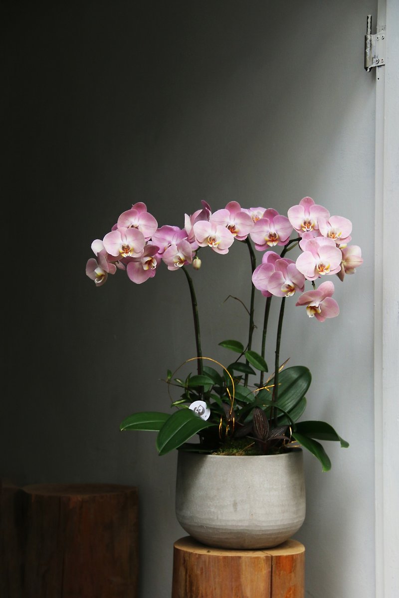 [Flower Ceremony Series] Lucky Orchid Ceremony - Morandi Color System - Plants - Plants & Flowers 