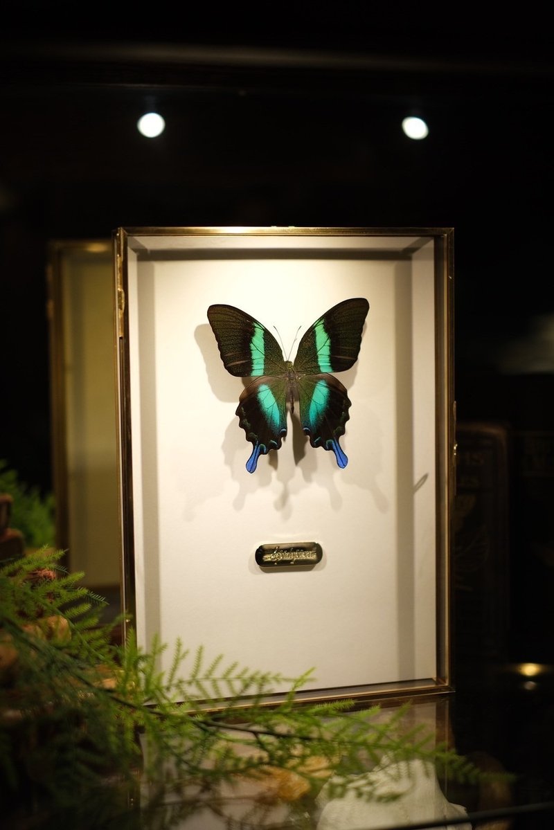 Vibrant colors like anti-counterfeiting thread | Blue-tailed Papilio butterfly_Butterfly specimen - ของวางตกแต่ง - แก้ว 