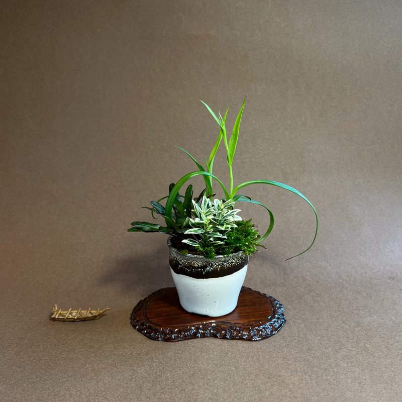 日本サギソウ鷺草山野草∣苔盆景 - 盆栽/植栽 - 陶 灰色