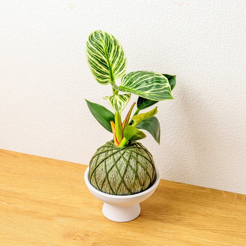苔球植物 鉑金蔓綠絨墨綠苔球加磨砂高腳缽 苔球 苔玉 禮物 - 盆栽/植栽 - 植物．花 綠色