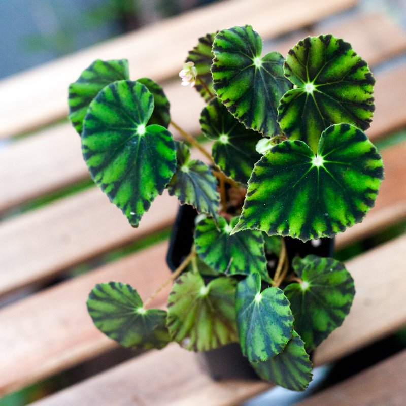 Bethlehem Star Begonia Shade Plants Home Furnishing Office Potted