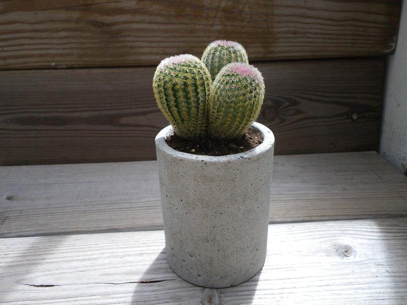 [Cup-shaped deep pot] Cement flower/ Cement potted plant/ Cement planting (plants not included) - Plants - Cement Gray