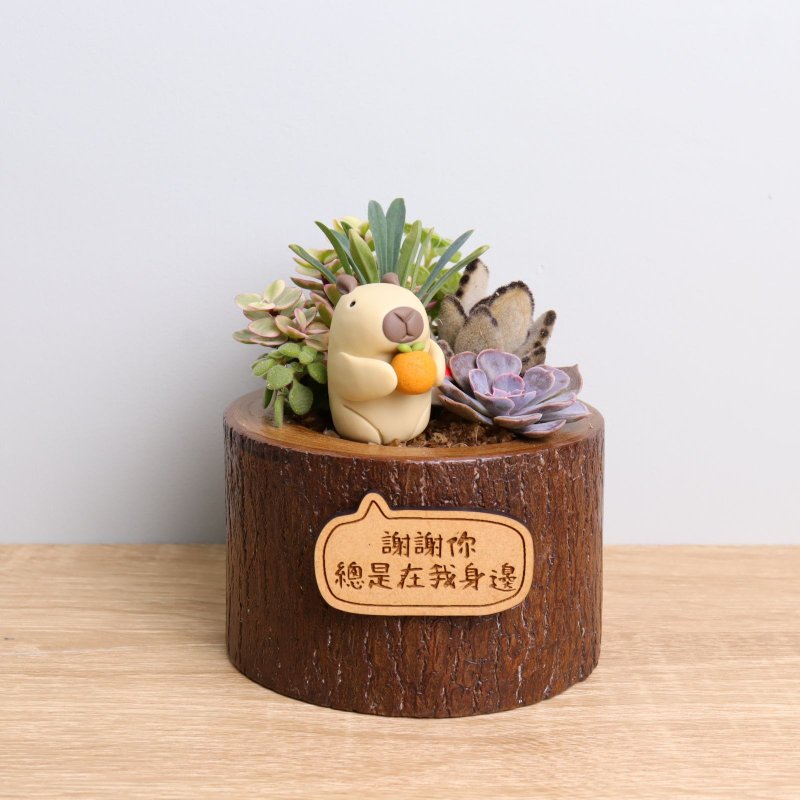 Capybara Jun Succulent Plant Potted Letters Customized Wedding Birthday Opening Resignation Graduation Christmas - ตกแต่งต้นไม้ - ไม้ สีกากี