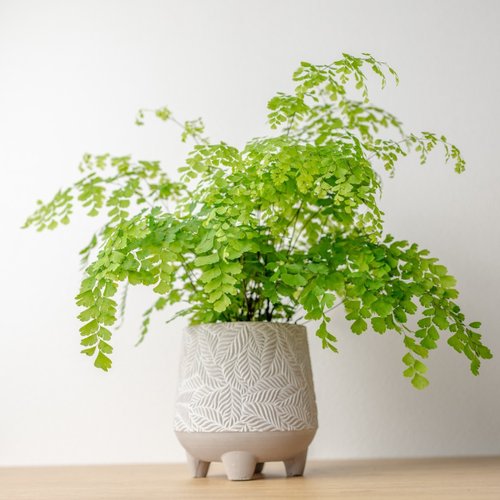 巧繪網植物館 鐵線蕨盆栽 桌上盆栽 中樹葉紋 水泥盆栽 開幕送禮 喬遷禮物