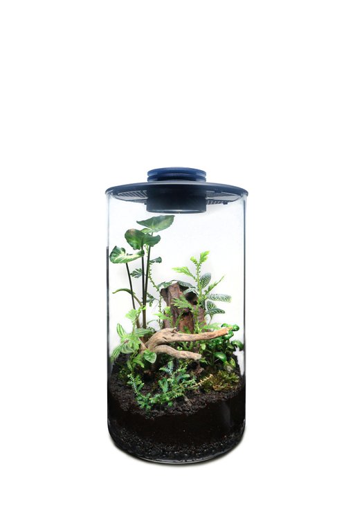煙花蕨醒 【訂製】蕨醒科技生態瓶-直筒款