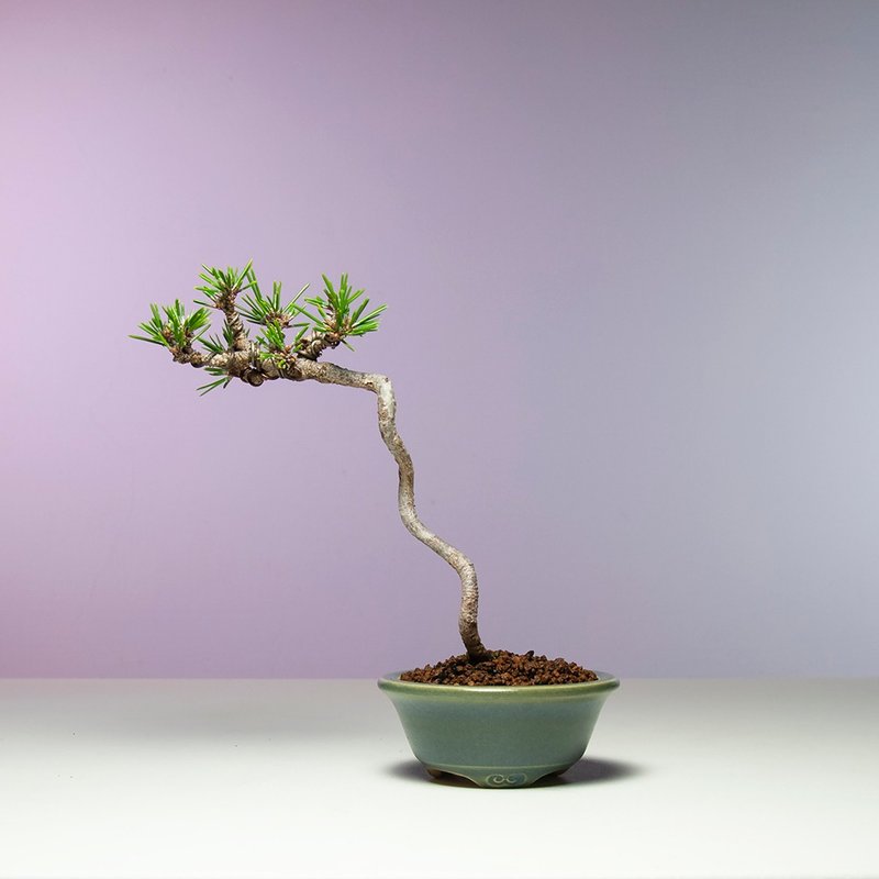 Miniature bonsai/literati Senju Maru black pine - Plants - Plants & Flowers 