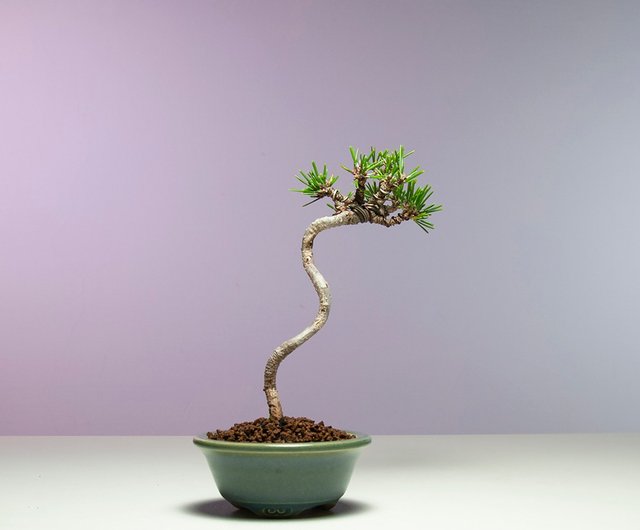 盆栽 ocean__8 盆栽世界 2025年8月号 (発売日2025年07月04日) | 雑誌/電子書籍/定期