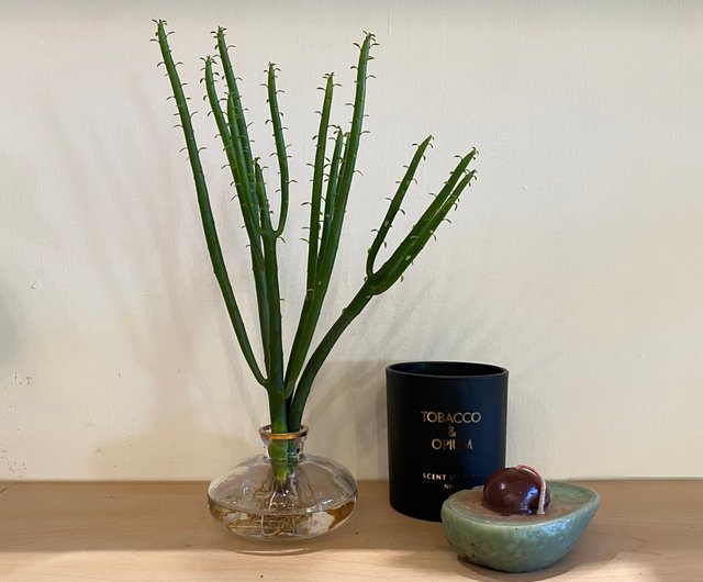 水培植栽 室內植物 珊瑚大戟 小盆 設計館伯伯賣花 水培植栽專賣 植栽 盆栽 Pinkoi