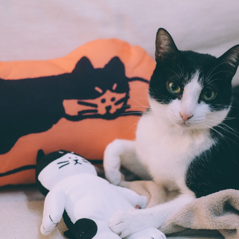 【福袋】酷酷貓的月曆抱枕經典收藏組 - 枕頭/抱枕 - 其他材質 橘色