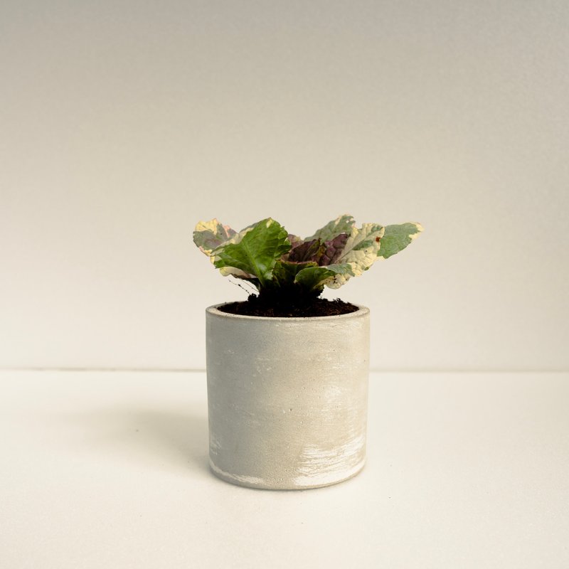 斑葉洋筋骨草│泥作系列│福所栽 - 盆栽/植栽 - 水泥 多色