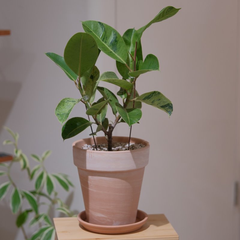 Mint variegated rubber tree - ตกแต่งต้นไม้ - พืช/ดอกไม้ 