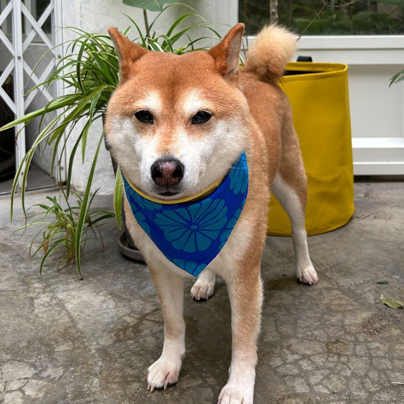 Dog exclusive name scarf-customized (medium-sized dogs)-Japanese blue - ปลอกคอ - ผ้าฝ้าย/ผ้าลินิน สีน้ำเงิน