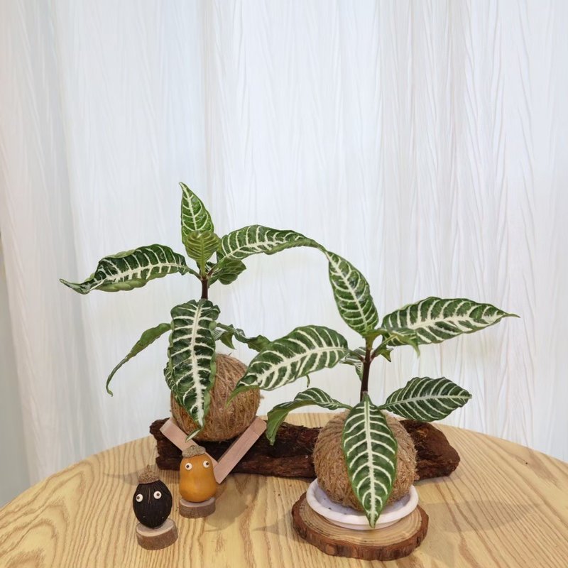 |單藥花苔球| 贈送塑膠底座 / 植男人紳 手作苔球 - 盆栽/植栽 - 植物．花 綠色