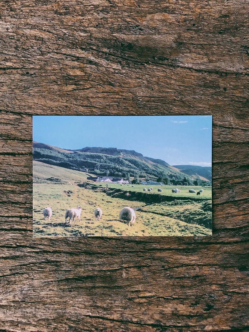 世界的風景。冰島上的羊群  攝影明信片 青青的島 - 卡片/明信片 - 紙 