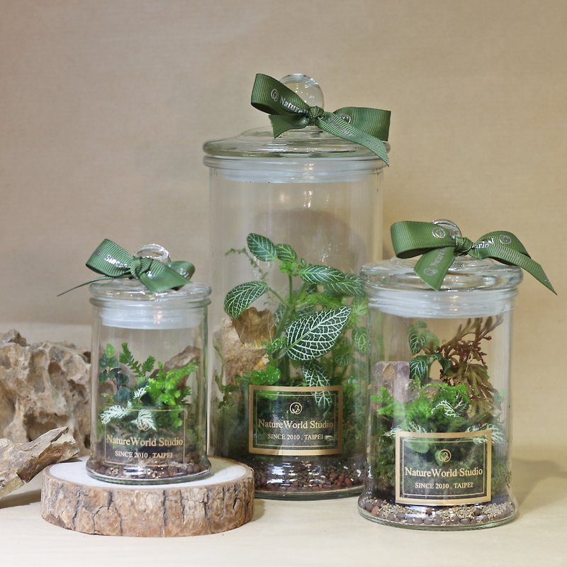 【一人成行】植物生態瓶【水循環奧秘+生態瓶製作】4款 - 盆栽/花藝 - 植物．花 