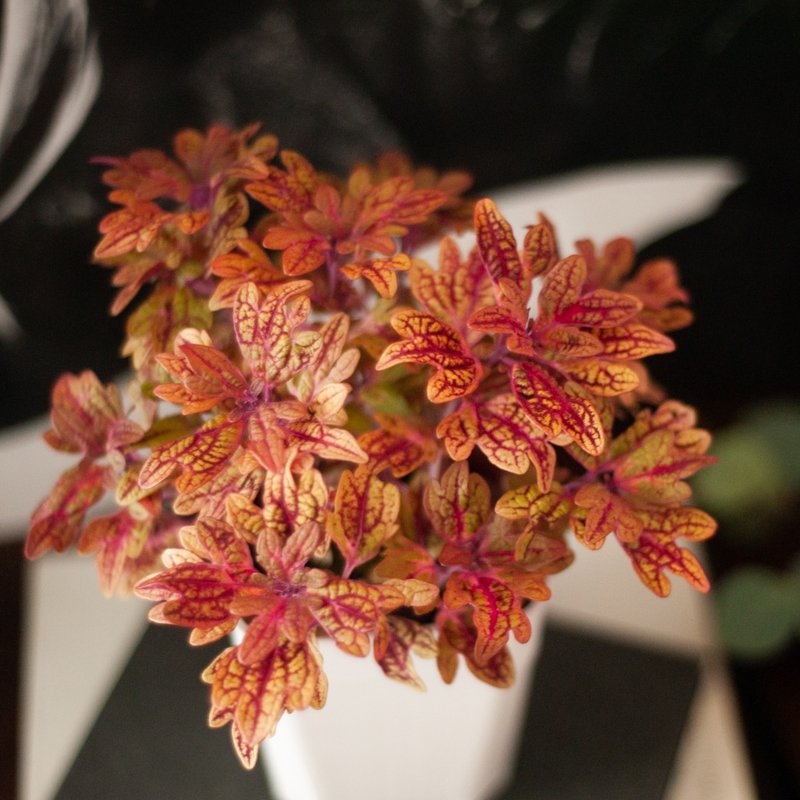 【秋冬感植栽】 羽毛彩葉草 | 新手盆栽 | 居家 | 辦公室 - 盆栽/植栽 - 植物．花 紅色
