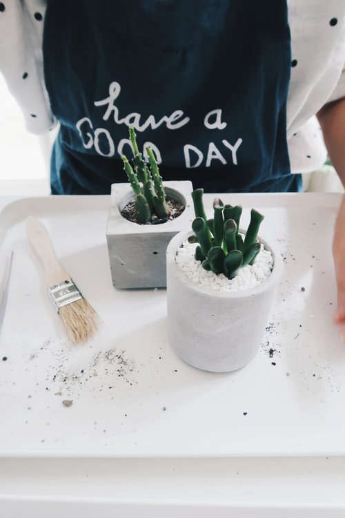 Cement planting course | One square and one round succulent Cement potted plant creation - two classes in total (January)