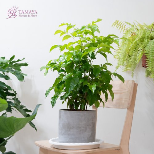 玉屋 TAMAYA Flowers & Plants 旺旺樹