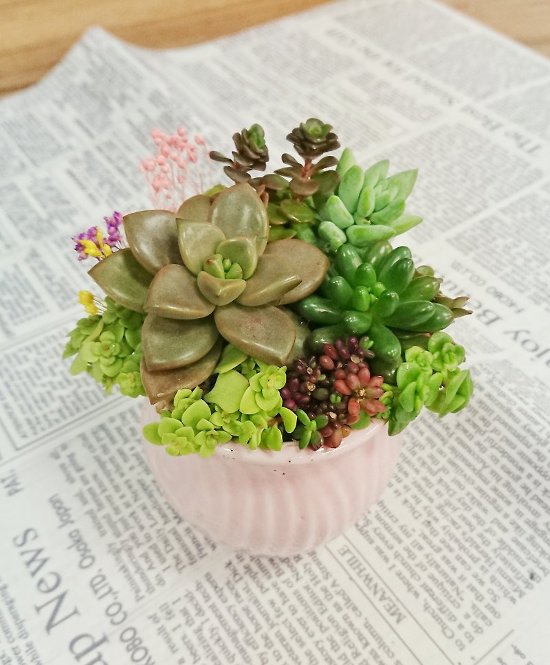 Pink fleshy small potted | gift birthday - ตกแต่งต้นไม้ - พืช/ดอกไม้ สึชมพู