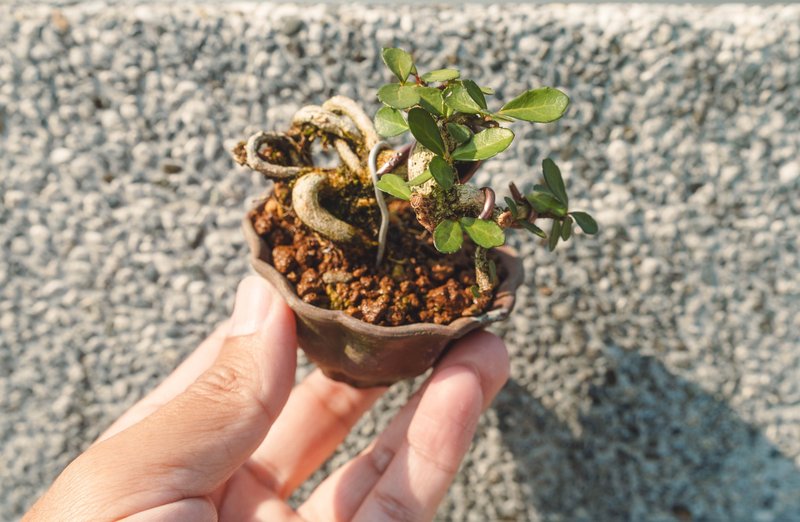 迷你露根牛港刺盆栽 小葉品種精緻盆景 迷你植栽 牛港刺豆盆栽 - 植栽/盆栽 - 植物．花 綠色