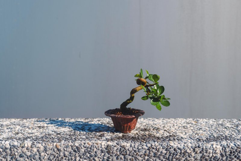 迷你牛港刺盆栽 迷你植栽 牛港刺豆盆栽配手工盆 送禮盆栽 文人樹 - 盆栽/植栽 - 植物．花 綠色