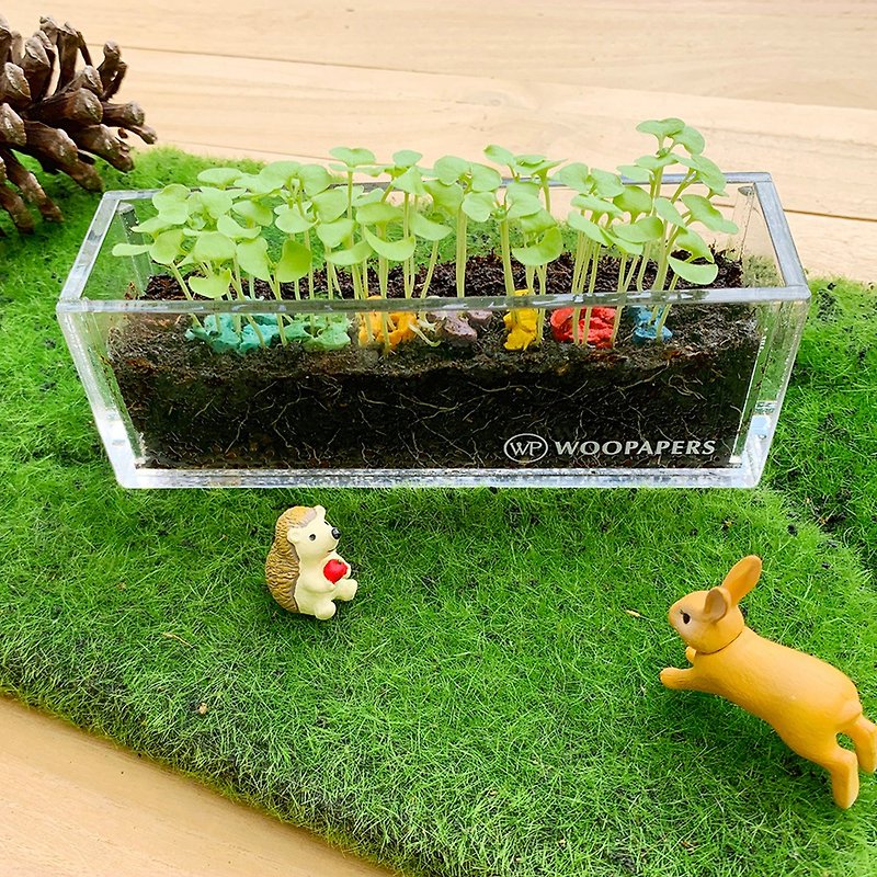 [Impressive] U Name It Meiqiming Customized Letter Seed Ball Planting Set (Hardcover Edition) - ตกแต่งต้นไม้ - พืช/ดอกไม้ หลากหลายสี