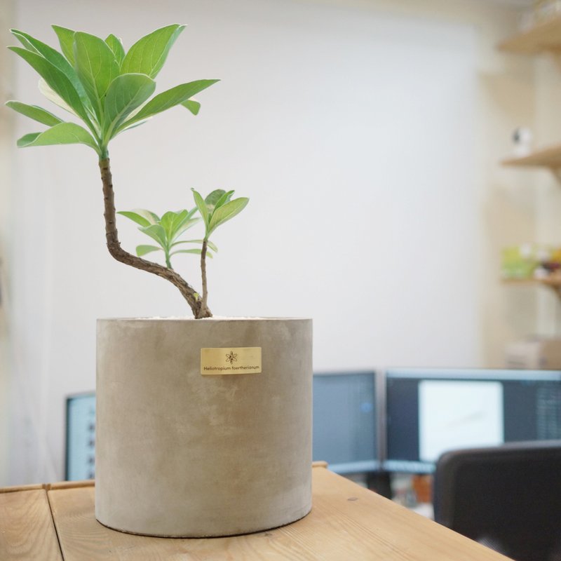 開幕賀禮、新居落成│中型景觀植栽│白水木 - 盆栽/植栽 - 植物．花 