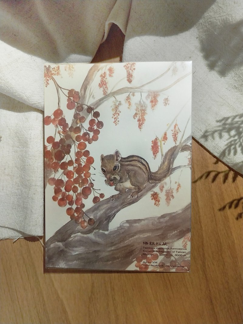 Striped squirrel - Taiwan's unique animal series - unique subspecies Taiwan postcard - การ์ด/โปสการ์ด - กระดาษ 